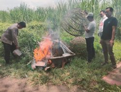 Sidoarjo, 1 Februari 2026** — Menanggapi pemberitaan yang dimuat oleh situs *jejakkasus.info* dengan judul *“Diduga Kebal Hukum, Kalangan Sabung Ayam di Jatikalang Prambon Kembali Beroperasi”*, pihak kepolisian sektor Prambon bersama tokoh masyarakat menyampaikan bantahan tegas.